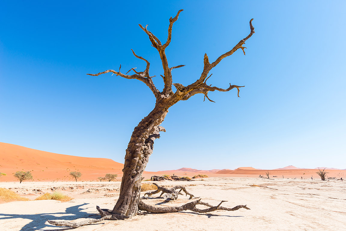 Suche drzewo na pustyni