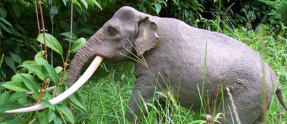 Słoń leśny w trawie (wizualizacja)