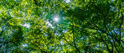 Zielone korony drzew widziane od dołu