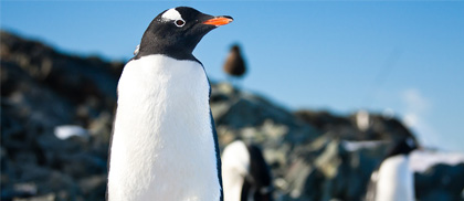 Pingwin na Antarktydzie