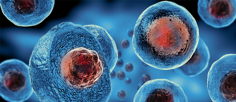 Zarodkowe komórki macierzyste widziane pod mikroskopem