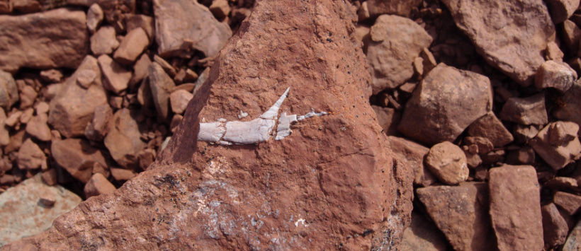 Skamielina zawierająca fragment żuchwy i dwa zęby należące do prassaka Kalaallitkigun jenkinsi 