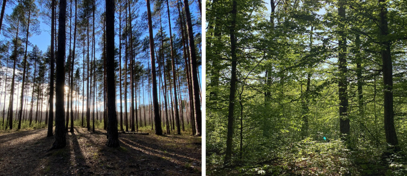 Po lewej zdjęcie monokultury leśnej. Po prawej, przykład lasu liściastego występującego naturalnie