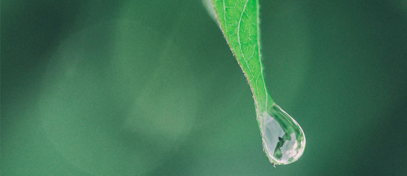 Zielony liść z kroplą wody