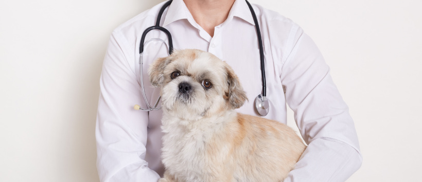 Lekarz weterynarii trzyma na rękach małego psa.