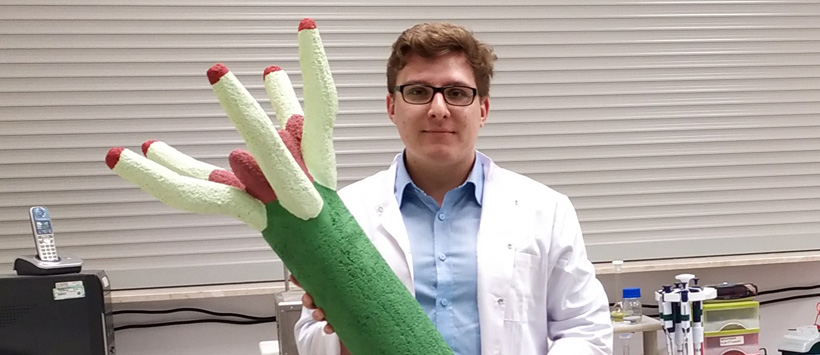 Sebastian Machera w laboratorium; badacz trzyma w rękach metrowy model wirusa o pałeczkowatym kształcie