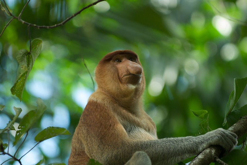 Małpa z charakterystyczny długim nosem. Zwierzę siedzi na drzewie