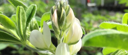 Kwiat łubinu w szklarni Instytutu Genetyki Roślin PAN