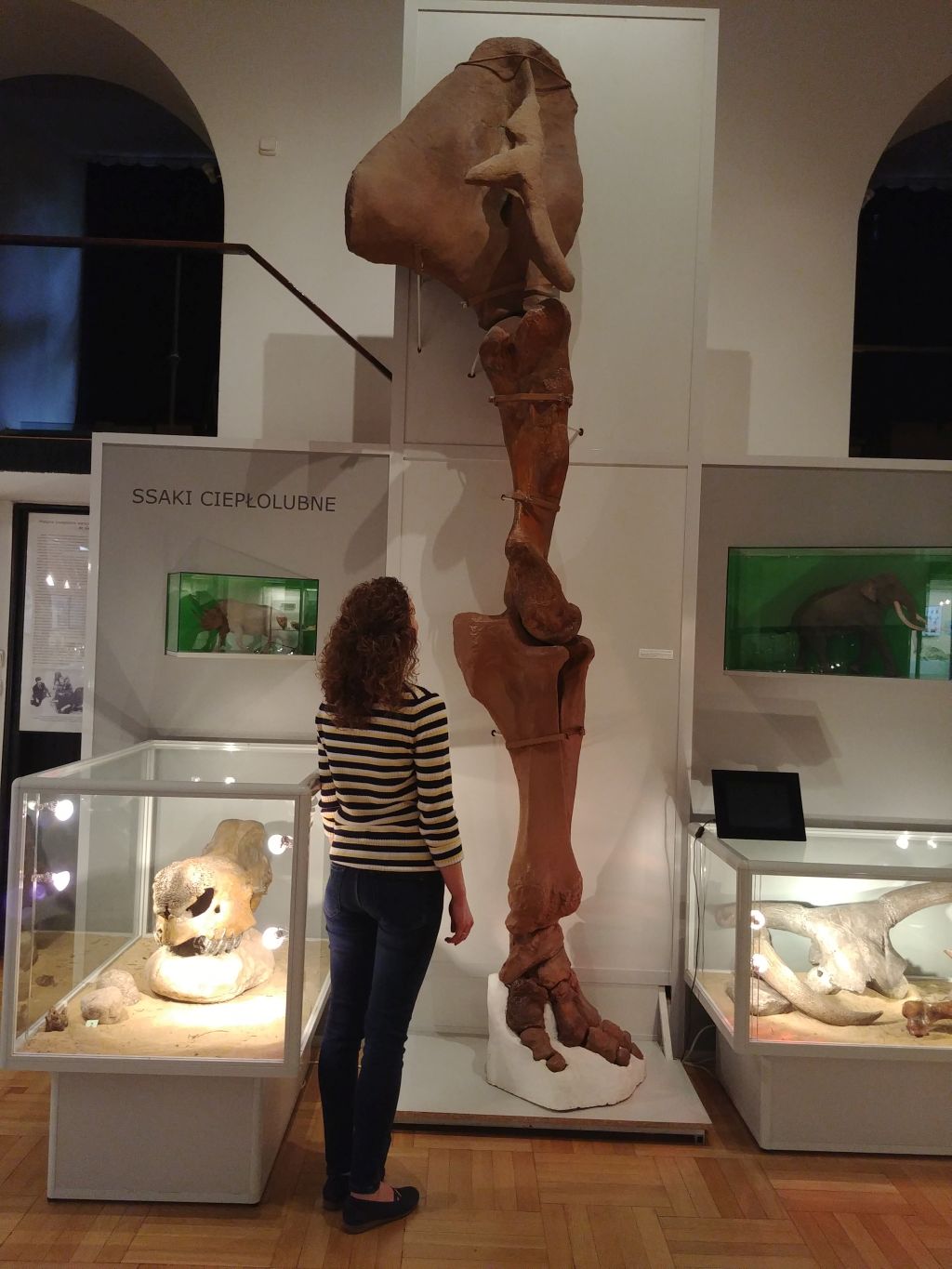 Przednia kończyna słonia leśnego eksponowana w Muzeum Ziemi; kobieta ogląda eksponat