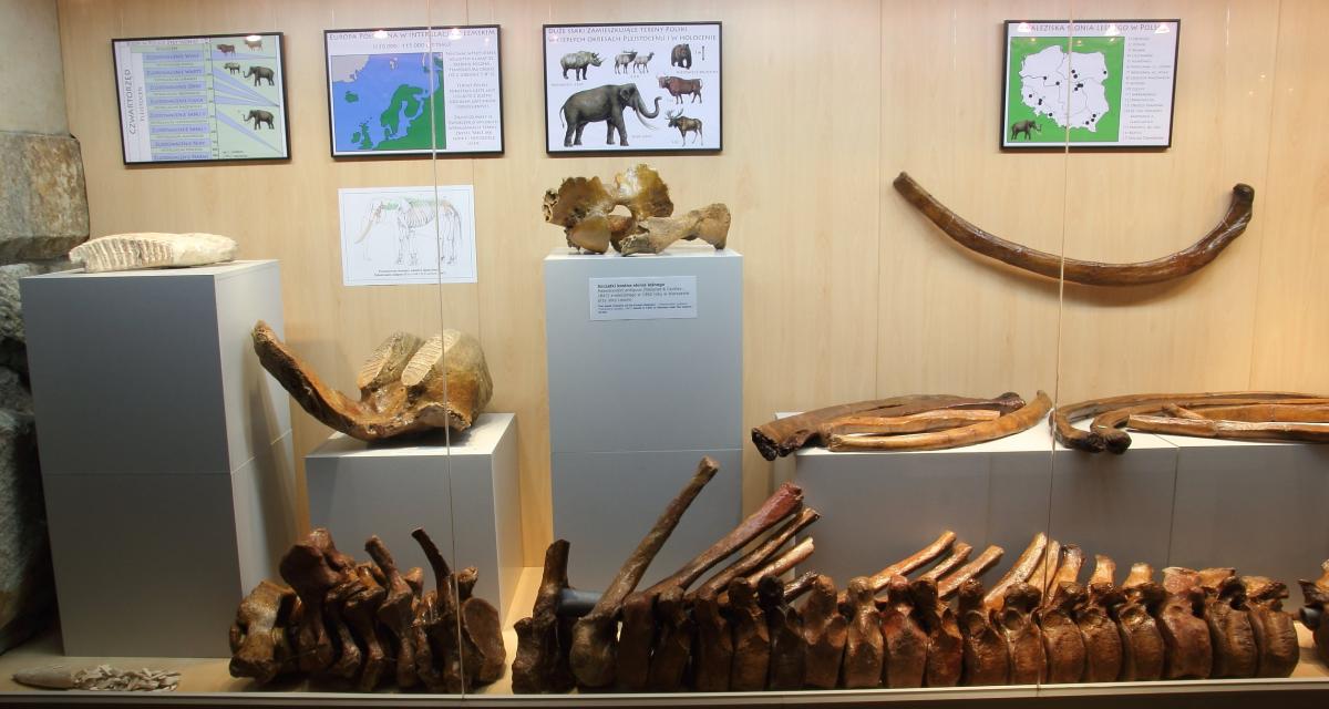 Żebra i fragmenty kości słonia leśnego na wystawie w Muzeum Ziemi