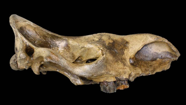 czaszka nosorożca