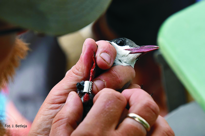 Zaobrączkowana rybitwa w dłoniach ornitologa