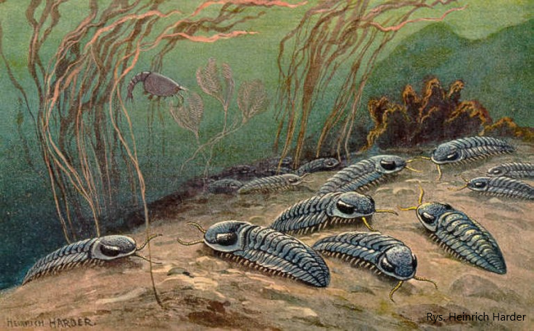 Kambryjskie organizmy na brzegu morza